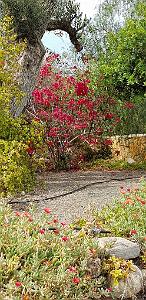 HOMMAGE A N.D. DE SANTA CRUZ A DALIAS DU 7 AU 10 JUIN 2019 (638) ESCAPADE A CARBONERA ET MOJACA 